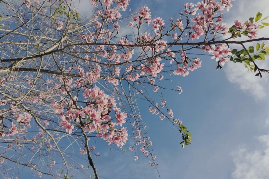 Ngây ngất Mai Anh Đào bung nở khắp đất trời Đà Lạt