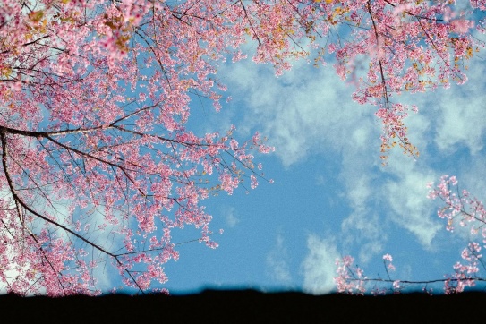 Mai Anh Đào - Đà Lạt