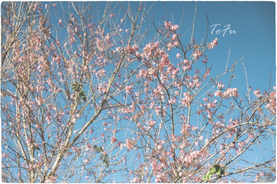 Đà Lạt bắt đầu vào mùa Mai Anh Đào