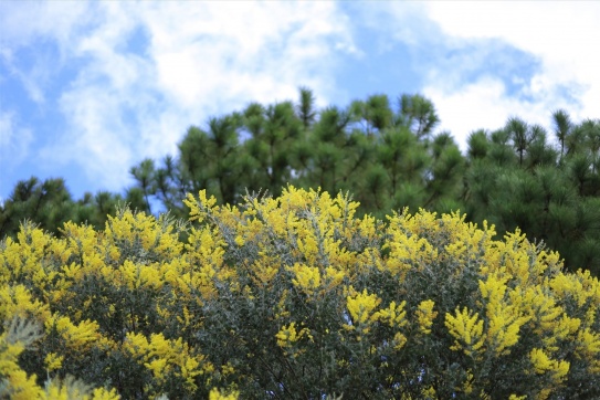 Mimosa | Con đèo thơ mộng mang tên loài hoa của Đà Lạt