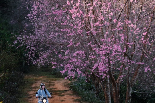 Mộng Đào Nguyên - Đà Lạt