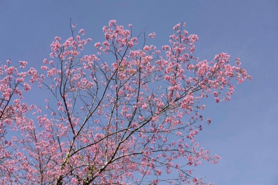 Đà Lạt mùa mai anh đào | Mộng Đào Nguyên tháng 12