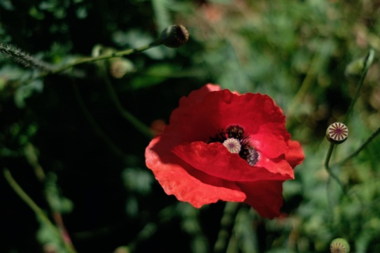 Ghé Đà Lạt | Ngắm một mùa hoa mong manh