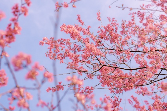 Mùa hoa anh đào Đà Lạt.