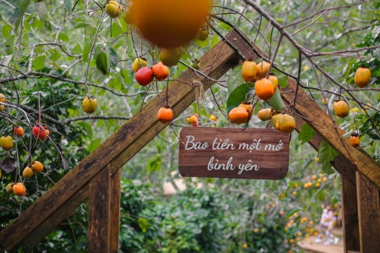 Mùa hồng chín ở Đà Lạt đến rồi.