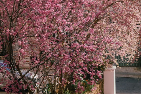 Đà Lạt mùa này kiểu: 🌸🌸🌸