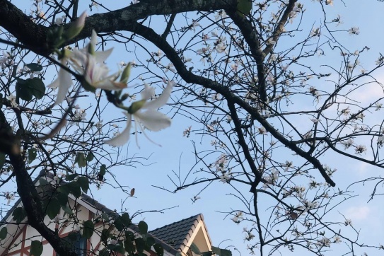 Đi qua mùa thương nhớ