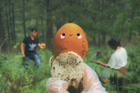 Đà Lạt và chuyến vào rừng hái nấm… hột gà