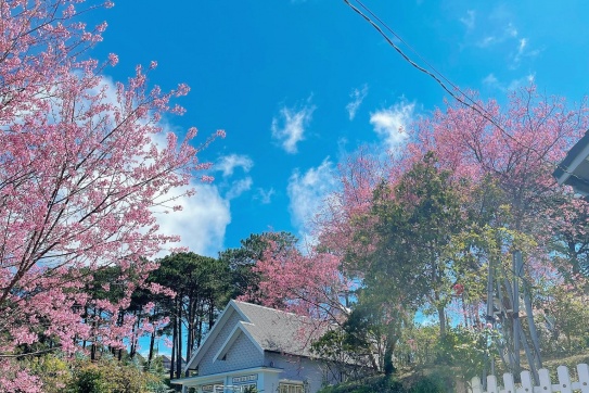 Nghiện Đà Lạt có thể tới mức nào!