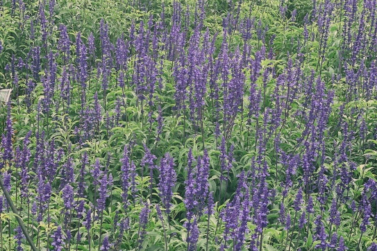 Mùa hoa nữ hoàng xanh