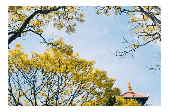 Lần đầu mình biết đến Phật Y (phượng vàng)