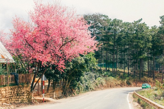 Tiên cảnh giữa đời thường ở vùng ngoại ô Đà Lạt