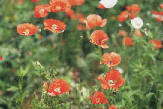 Một vườn hoa Colico ở Đà Lạt