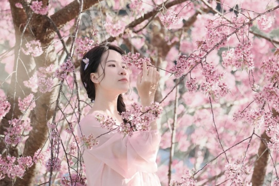 Cái cây anh đào chiếm xì pót lai nhất Đà Lạt