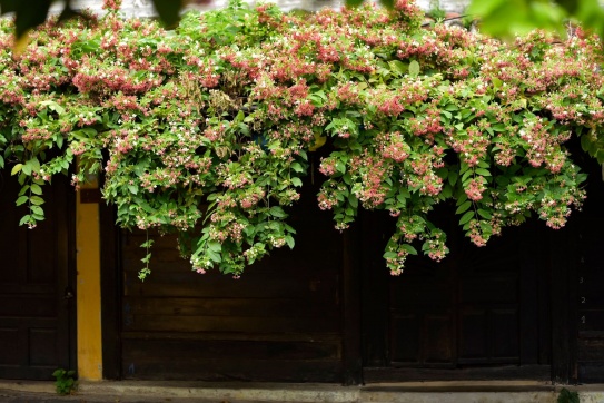 Hội an mùa hoa sĩ quân tử…