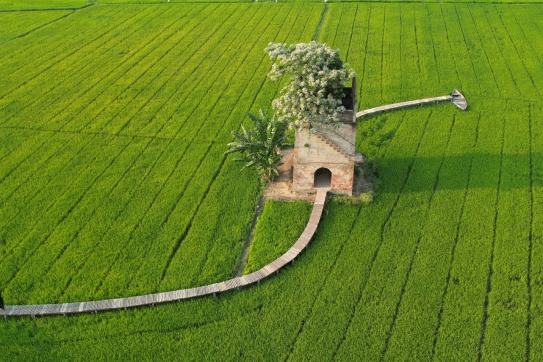 Lò gạch cũ ở Hội An lúa hiện tại đang lên cao và xanh mướt rất đẹp. 