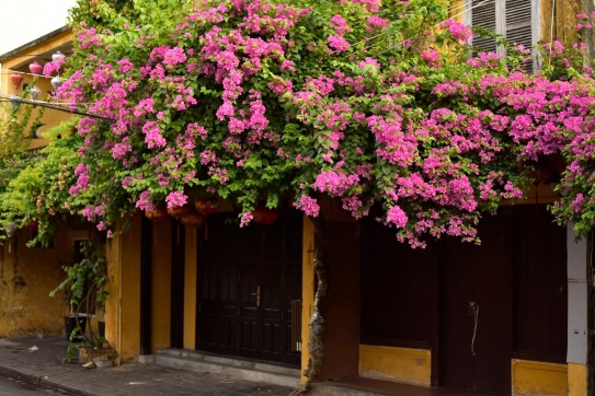 Hội An mùa hoa ấy...