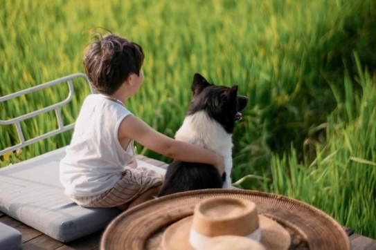 Hội An sắp vào mùa lúa non xanh mơn mởn