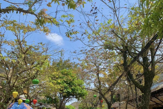 Tháng 3 | Thời điểm đẹp nhất để tới Đà Nẵng!