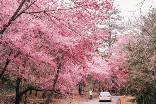 Đài Loan | Ngắm nhìn hoa anh đào mùa xuân