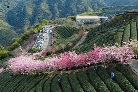 Đài Loan | Con đường hoa anh đào trải dài trong vườn trà