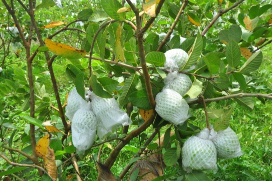 Trải nghiệm vườn “ổi ngọc” Đắk Glong - lại có quà mang về