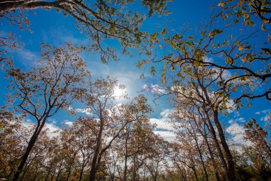 Vườn Quốc gia Yok Đôn (Đắk Nông) và một điều “duy nhất”!