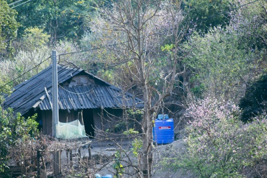 Xuân về trên bản