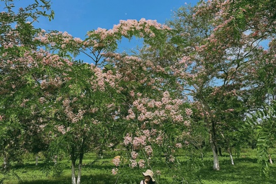 Đi “tắm rừng” ở Nam Cát Tiên (Đồng Nai)