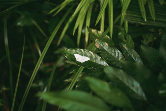 Đạp xe trong rừng