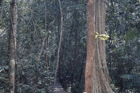 Rừng không quan tâm tóc bạn trông như thế nào