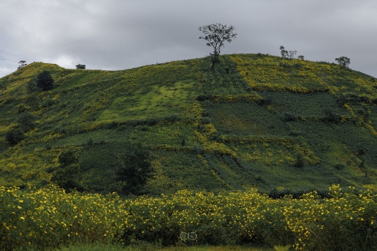 Được rồi - Đi thôi Mùa hoa dã quỳ của đại ngàn Gia Lai đến rồi