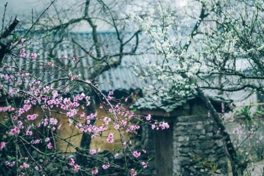 Năm nay mình lên Hà Giang ăn tết đi bạn ơiiiii