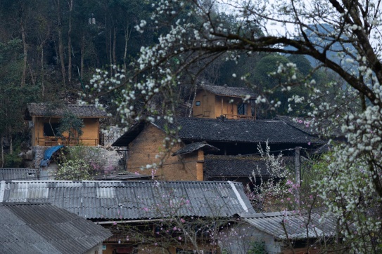 Bản Lao Xa vào mùa hoa đào ...