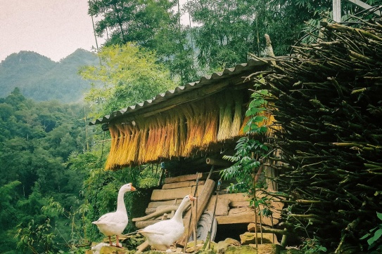 Ngôi làng cổ Thiên Hương hơn 100 tuổi tại Cao nguyên đá Đồng Văn 