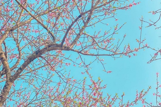 Cao nguyên đá đã nở hoa…