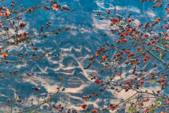 Hoa gạo nở rộ trên Cao nguyên đá!