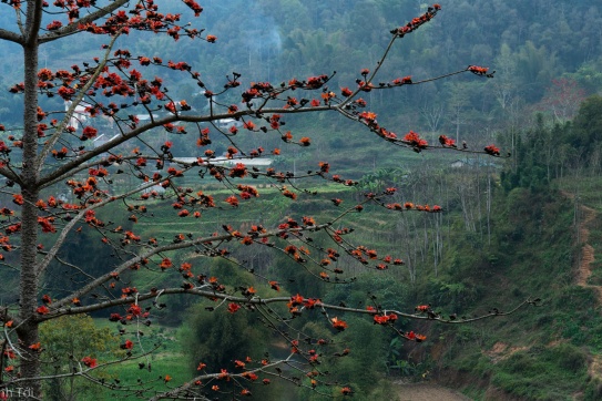 Hà Giang mùa hoa gạo