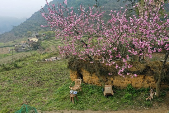 Có thể bạn chưa biết về mùa hoa đào - hoa mận Hà Giang