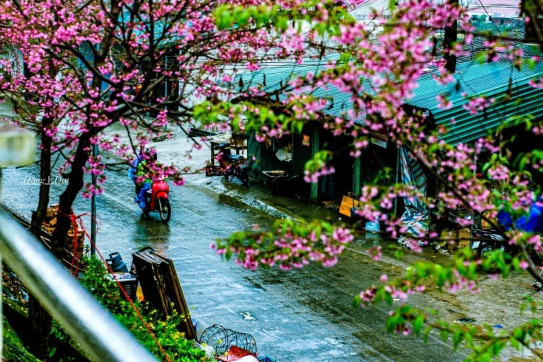 Hoa nở miền đá Hà Giang