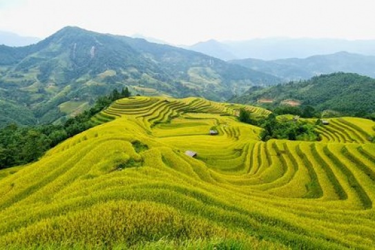 Mùa vàng trên Hoàng Su Phì