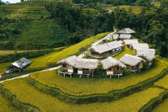 Mùa vàng rực rỡ ở Thông Nguyên - Hoàng Su Phì, Hà Giang