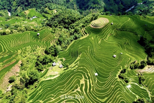 Hoàng Su Phì ngày lúa còn xanh.