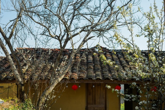 Lô Lô Chải, Hà Giang vào mùa xuân