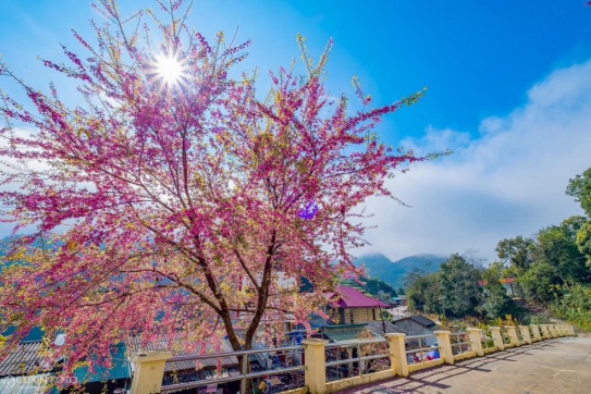 Mai Anh Đào bung nở rực rỡ trên con đường làng Ma Lé ở Đồng Văn