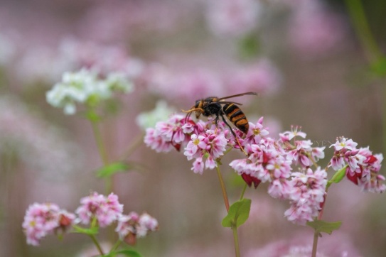 Hà Giang mùa đá nở hoa