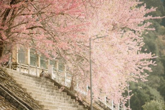 MÙA hoa anh đào nơi địa đầu Tổ Quốc.