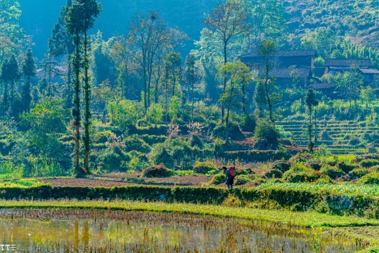 Đón chờ Hà Giang vào một mùa hoa trắng.
