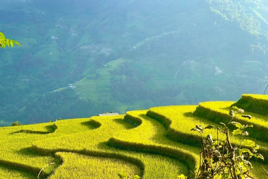 Ghé thăm Hà Giang mùa lúa chín - một vẻ đẹp ngây ngất lòng người