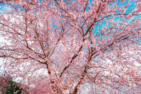 Những ngày này ở đây lạ lắm...